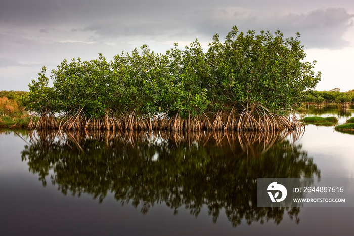 Red Mangroves 01