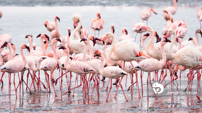 纳米比亚沃尔维斯湾的粉红色火烈鸟群。