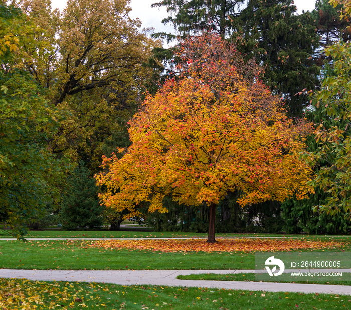 Colorful yellow Fall foliage on College Campus