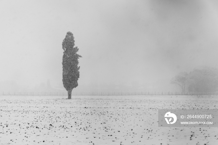 Solitary tree in the middle of snow