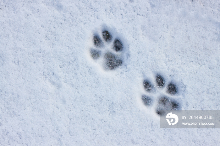 Animal Footprints In Snow