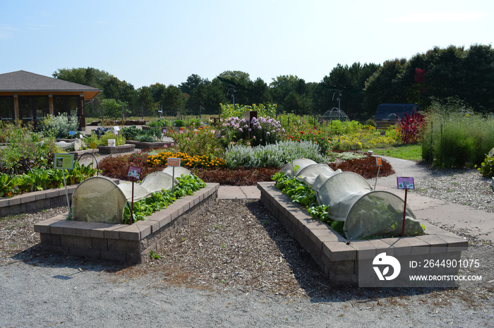 Vegetable beds in the garden