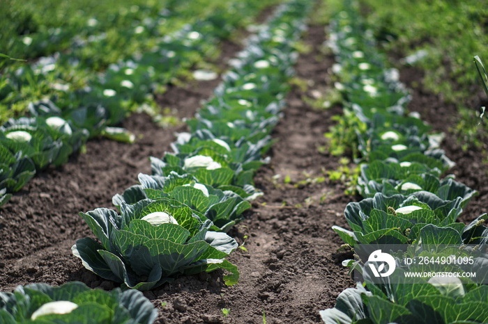 Cabbage in the garden of the farmer. Field with vegetarian plants in summer. Stock background, photo