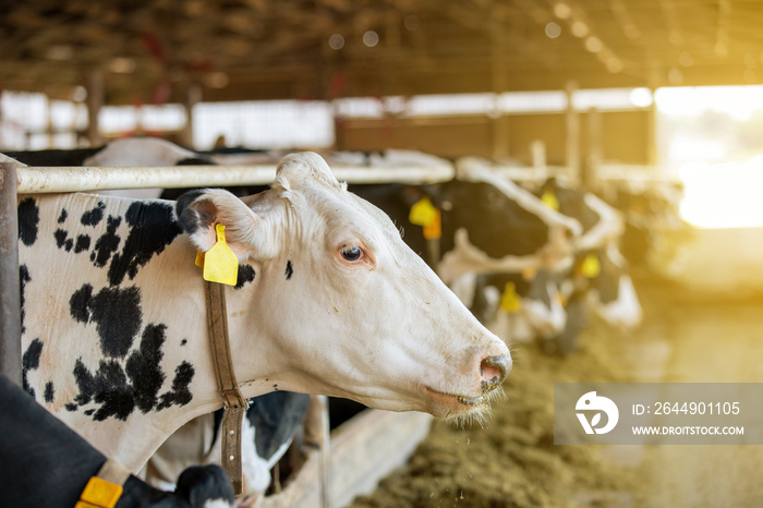 Agricultural concept, diary cows eating a hay in modern free livestock stall or cowshed for distibution of milk, animal and food concept