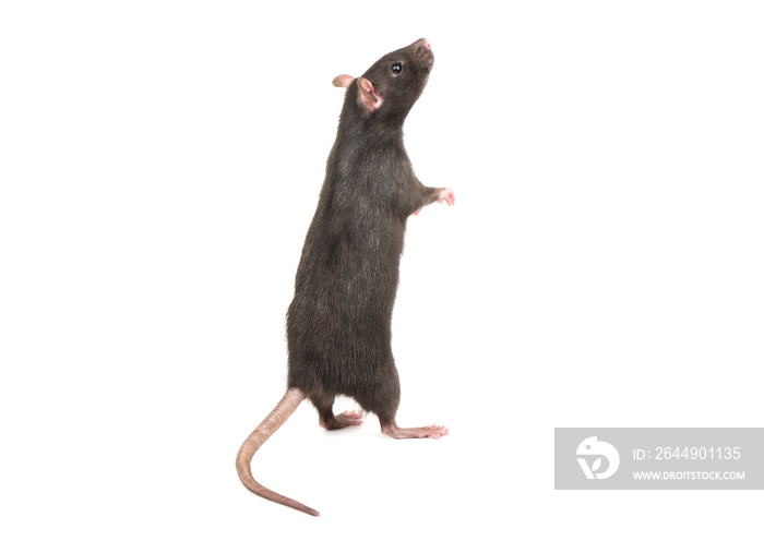 Rat stands on hind legs