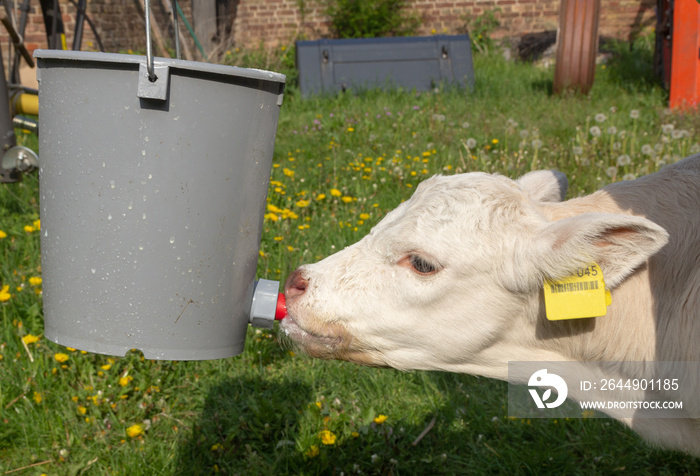 white calf drinking milk from a bucket