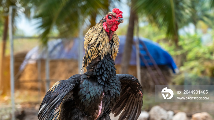 Beautiful Black Rooster. Indian breed (mayil seval) rooster with green background