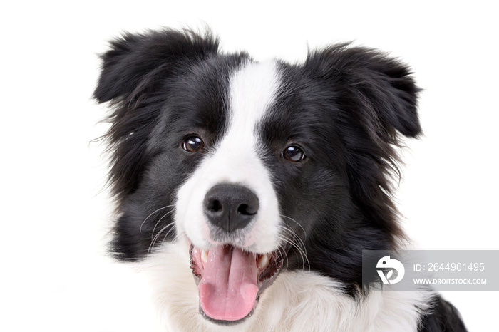 Portrait of an adorable Border Collie