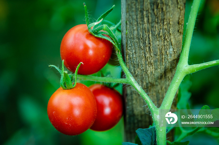 Pied de tomates dans le potager avec tuteur en bois