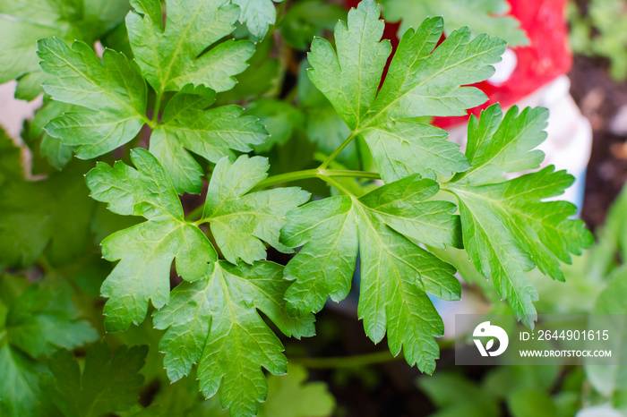 Flat leaf Italian parsley in a garden.  Close up view of leaves.