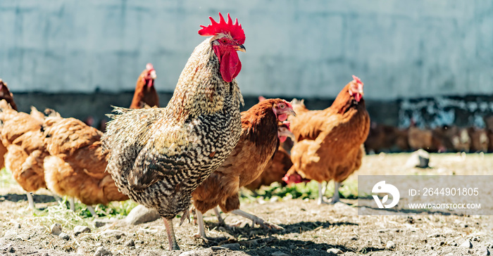 Rooster on traditional free range poultry farm