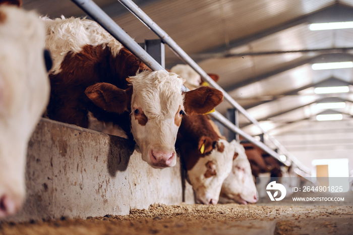 Cute white and brown calf looking at camera in barn. Meat industry concept.