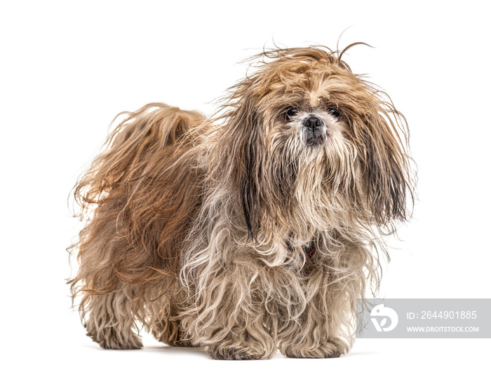 Shaggy Shih Tzu, isolated on white