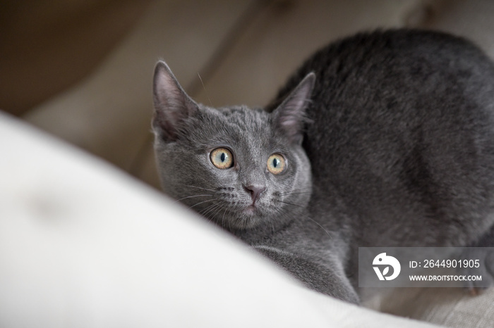 Kitten looking Startled - Grey Kitty - Playful Cat