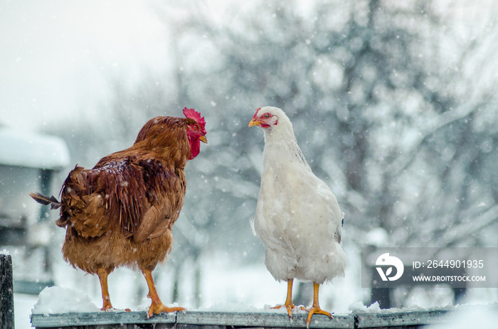 A rooster and a hen standing on the fence and watching each other on a snowy winter day