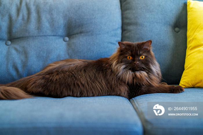 Scottish longhair straight-eared cat. Highland straight.