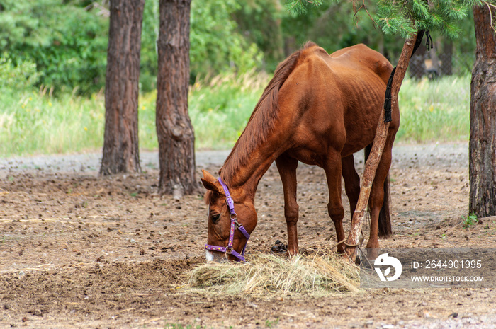 Skinny brown horse stays in the forrest and chewing hay