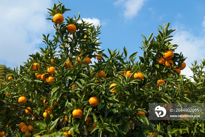 Mandarin orange orchard in Japan.