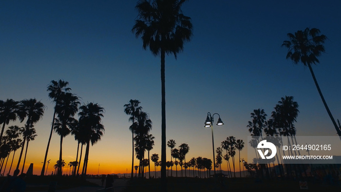 Beautiful silhouetts of palm trees in the evening - Venice Beach