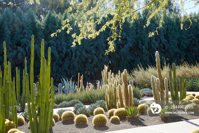 Cactus garden with a variety of cactus and the sun back lighting the plants