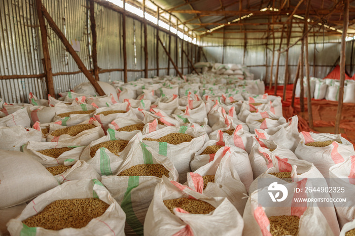 Many open bags of coffee beans in a farm warehouse ready for export, Rwanda