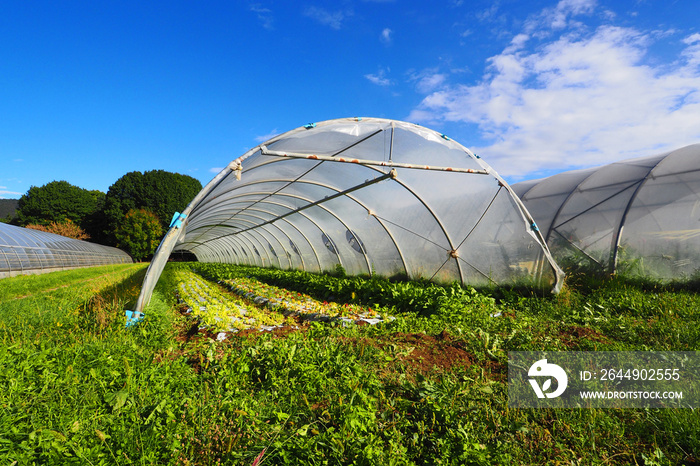 Polytunnel in an agricultural field in Northern Italy for the biologiocal growth of lettuce and green vegetables.