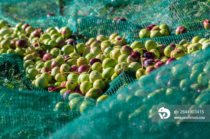 Ripe olives picking in Pakostane, Croatia