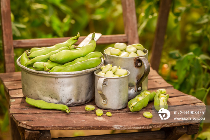 Fresh and green broad beans in small greenhouse