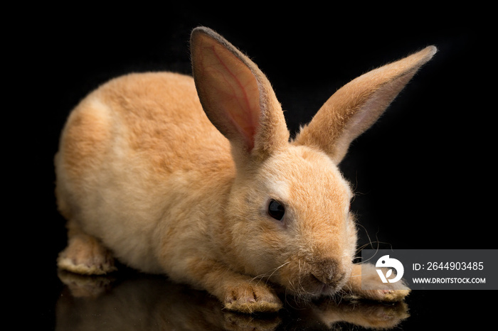 Cute red orange brown rex rabbit isolated on black background