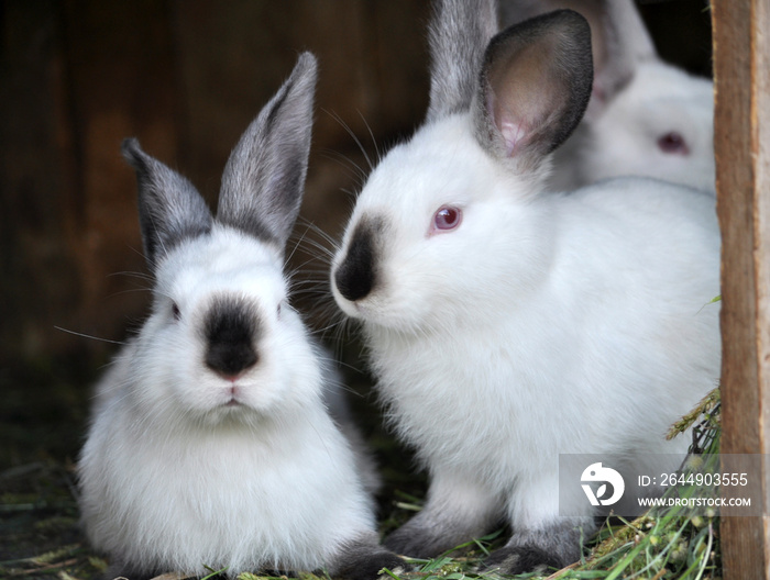 Young rabbits Californian breed