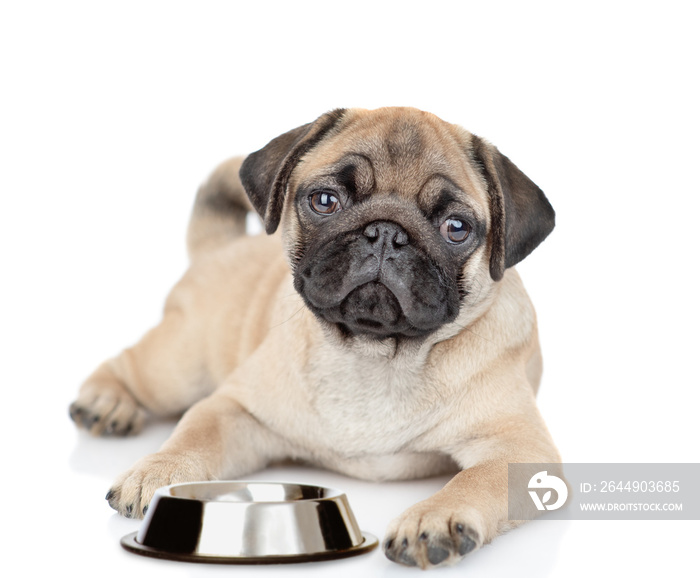 Pug puppy lying with empty bowl. isolated on white background