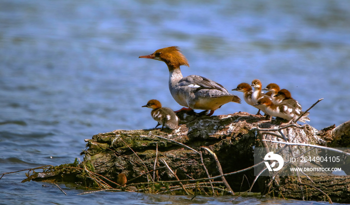 Little merganser army