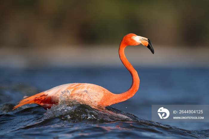 A bright pink American Flamingo is splashed by a wave as it stands in the shallow water.