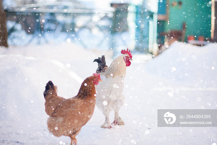 Main rooster boss portrait.Cock in winter, snow