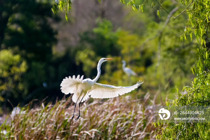 Great White Egret jumps into flight from rookery on Avery Island in New Iberia Louisiana