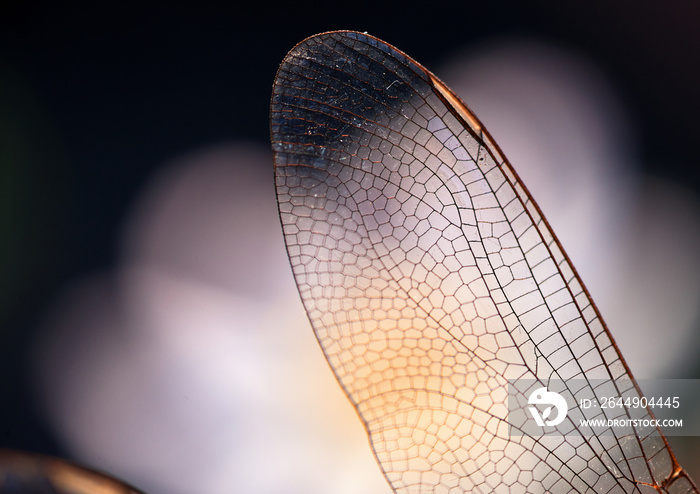 Close-up view wings of the dragonfly