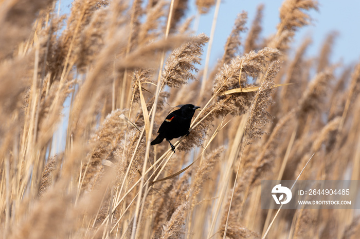Red wing black bird in grass