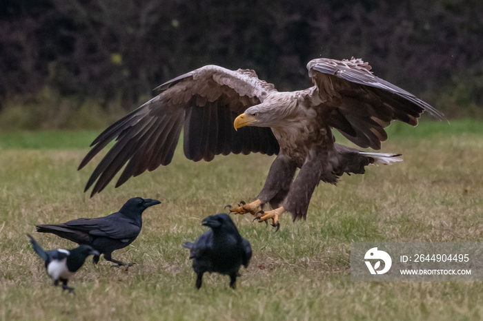 White tailed eagle (Haliaeetus albicilla) europe attack.