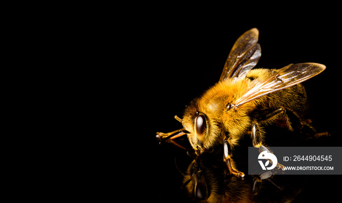 Honey bee macro, isolated on black background. Bee concept. Copy space on left