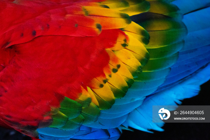 macaw feathers close up in peruvian amazon