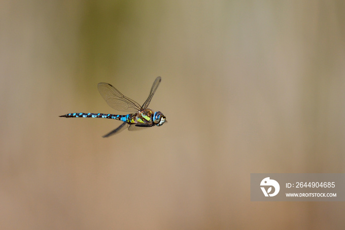 Blaugrüne Mosaikjungfer (Aeshna cyanea), Männchen im Flug