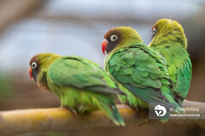 Black-cheeked lovebirds perching in an enclosure. Sweet African parrot species.