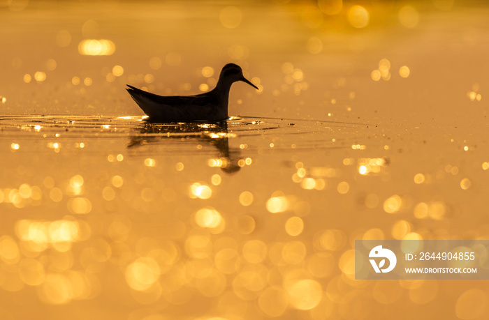 wader bird in the lake,with bokeh light, The red-necked phalarope, also known as the northern phalarope and hyperborean phalarope, is a small wader