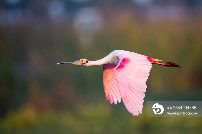 A Roseate Spoonbill flying with its bright pink wings showing in the soft early morning sunlight.