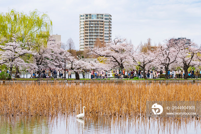 春の上野恩賜公園 不忍池