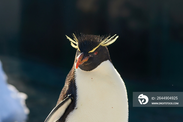 イワトビペンギンの顔