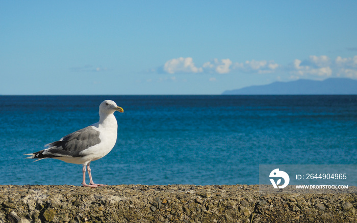 海鳥　海