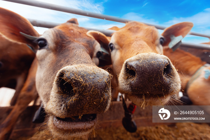 Concept funny pictures of animals. Portrait smile Jersey cow shows tongue sunset light