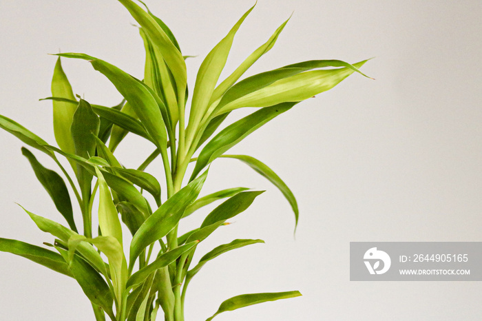 lucky bamboo green foliage, also known as Dracaena sanderiana in high definition