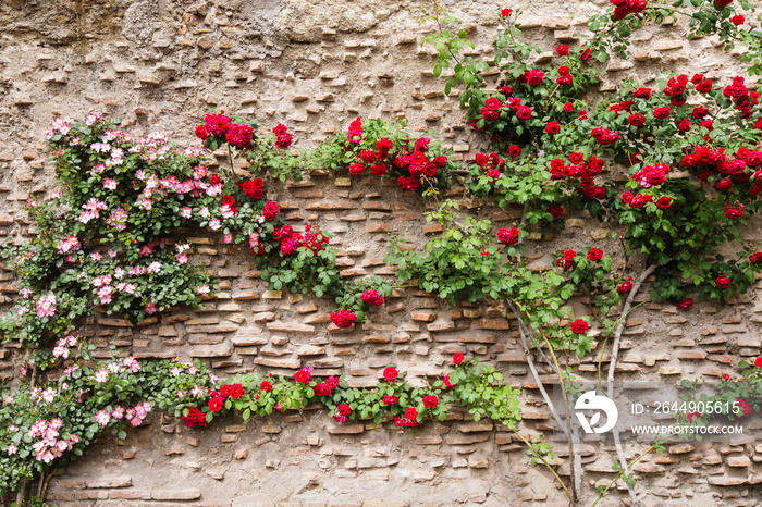 Idyllic scene of a rustic structured old wall covered by rose branches